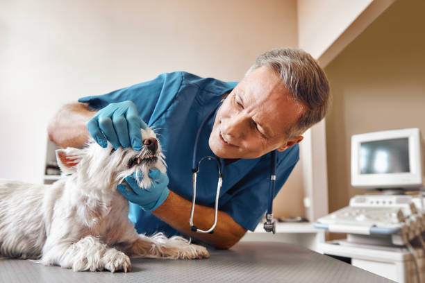 Best 24-Hour Emergency Dental Care in Cibolo, TX
